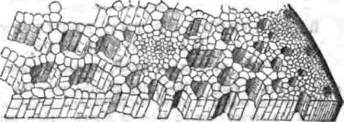 Part of a slice across the stem of the Cella Althlopices, magnifield.