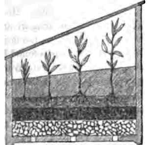 The Hosenschen Pear 300139