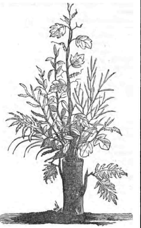 The Impostor s Graft 110029