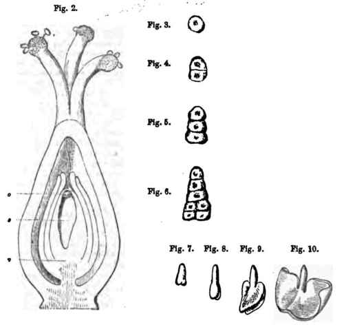The completed embryo, displayed and straightened ont.