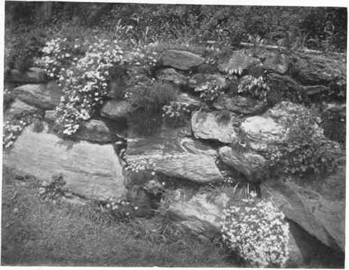 DRY WALL GARDENING Fig. 173.   In dry wall construction the large stones should be placed at the base, and the face of the wall battered back two or three inches to the foot. Pockets of generous dimensions should be provided for the plants, and all the stones should have an inclination toward the bank. In the illustration the plants consist of Armeria, Phlox, Dianthus, Aquilegia and Epimedium.   See page 226.