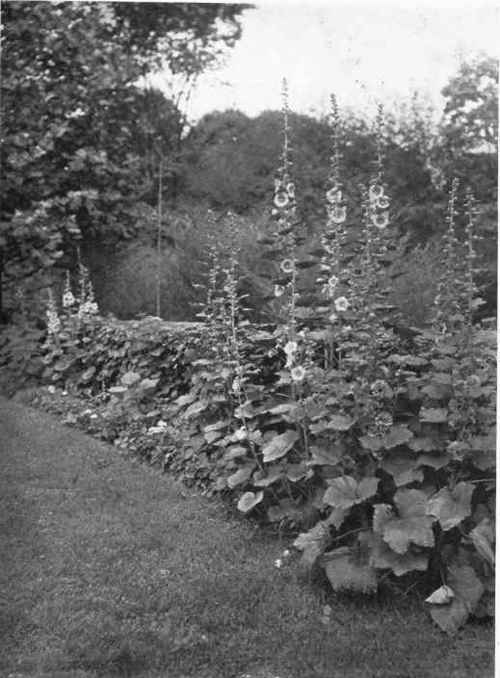 Fig. 163.   Hollyhocks in a border planting.   See page 204.
