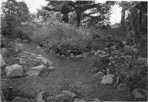 Fig. 171.   In the wild garden the paths should be of turf and very broad.   See page 222.