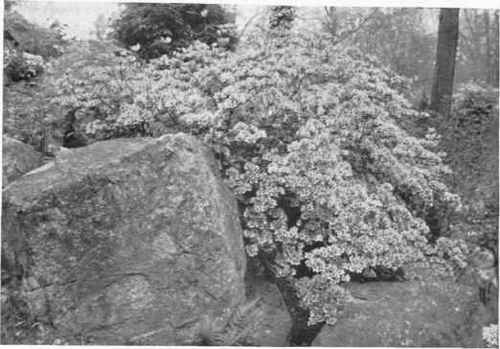 Fig. 177.   Small, compact growing shrubs are introduced into a rock garden not only for their floral beauty, but to add stability.   See page 230.