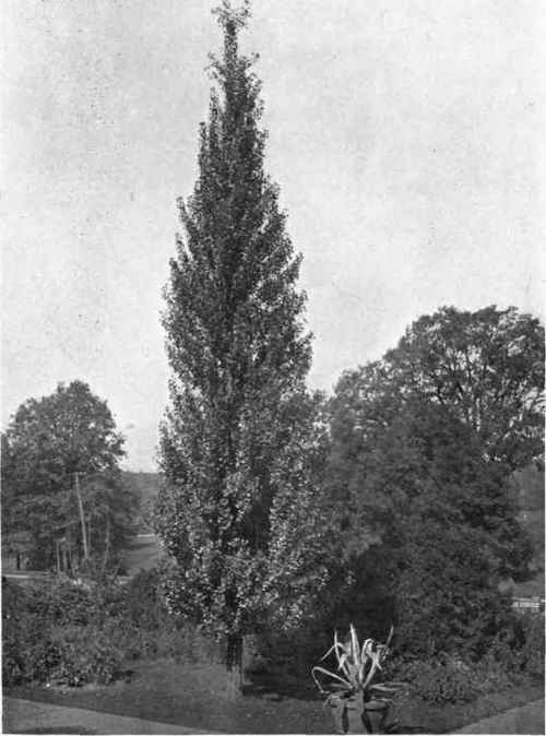 Fig. 78.   The Ginkgo, or Maidenhair Tree (Salisburia adiantifolia); a good type of pyramidal tree.  For planting near a house it is in a class alone and apart.  See page 80.