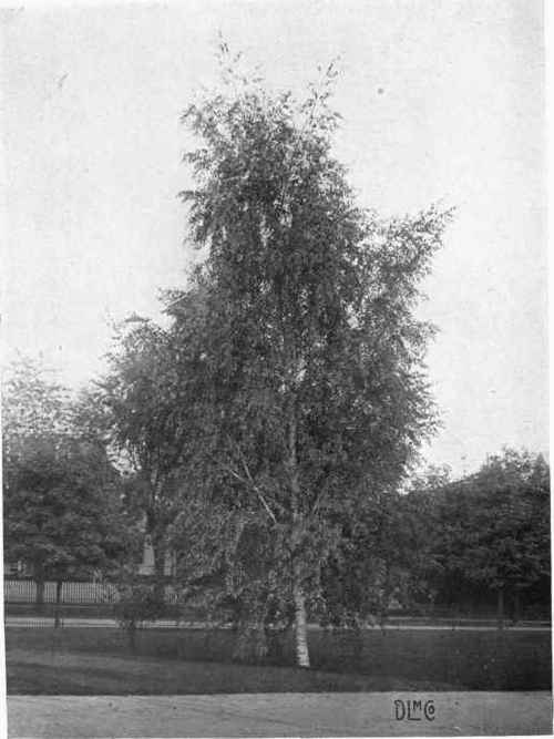 THE BARK OF THE WHITE BIRCH OFFERS A PLEASING CONTRAST