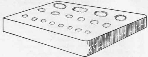 Fig. 1. Tile gerrninator, showing the different sized holes in which the seeds are placed for testing