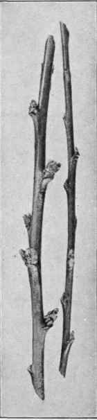 Fig. 13. Fruit buds and branch buds of the peach