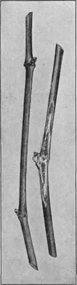 Fig. 17. Grape canes, showing the buds