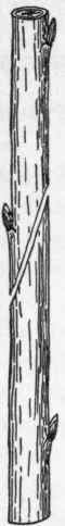 Fig. 26. Splice grafting, showing the relative size of the stock and the scion