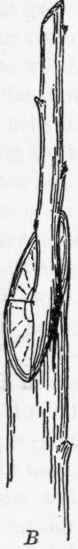 Fig. 27. Whip grafting