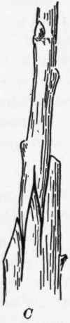 Fig. 28. Double whip grafting