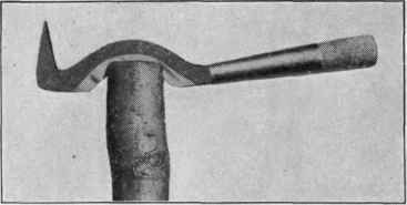 Fig. 29. A very good type of grafting chisel, showing the first position in cleft grafting