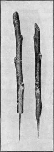 Fig. 33. Scion for bark and cleft grafting