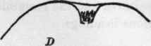 Fig. 39. A, narrow basin; B, wide basin; C, obtuse basin;
