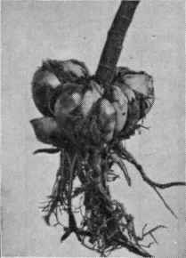 Fig. 4. Bulb of Easter lily