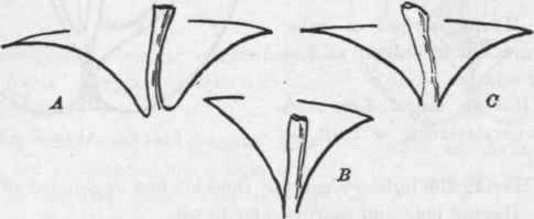 Fig. 41. A, obtuse cavity; B, acuminate cavity; C, acute cavity