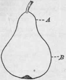 Fig. 51. A, neck; B, body