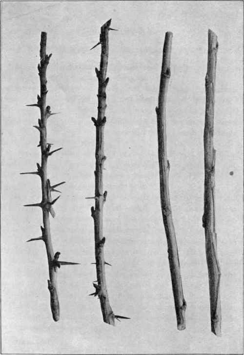 Pig. 9. Hardwood cuttings of the gooseberry and the currant Natural size