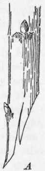 Whip Or Tongue Grafting 29
