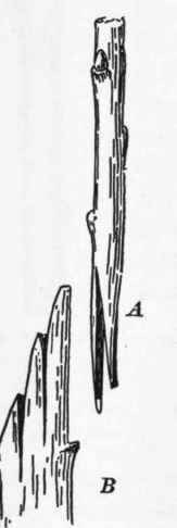 Whip Or Tongue Grafting 31