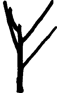 Pruned young tree.