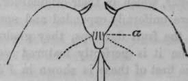 Fig. 8,