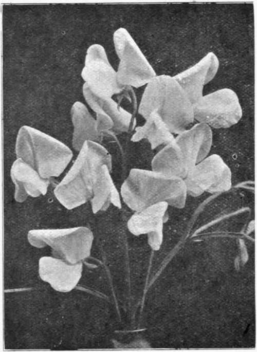 Dorothy Eckford. A Fine Pure White Hooded Flower Raised By Henry Eckford.