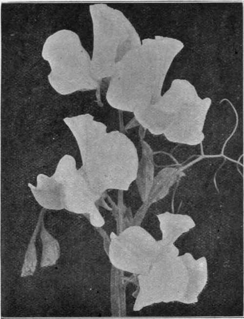 A Fine Type Of Spencer Or Waved Sweet Pea.