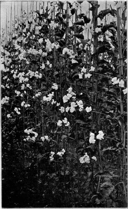 Sweet Peas For Exhibition As Grown By Mr. T. Jones, Ruabon, Wales