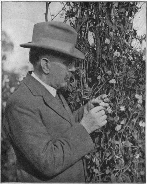 The William Cuthbertson Operating On A Sweet Pea Plant