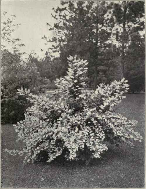 Plate XVIII