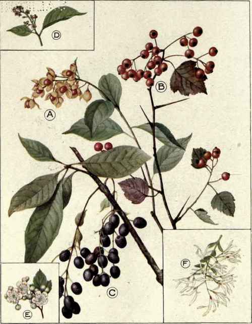 Plate XXXV