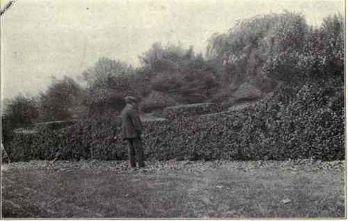 Trees Top Pruning 6