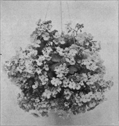 A Ball of Gloire de Lorraine Begonias.