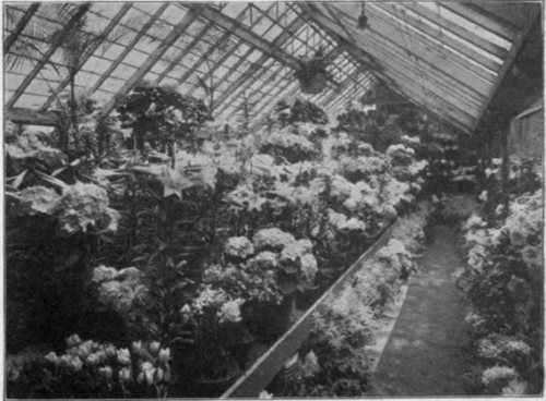 A Florist's Store and Conservatory at Easter.