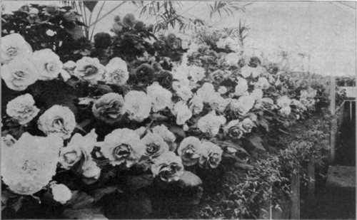 A House of Tuberous Begonias Grown for Exhibition in England.
