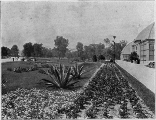 A Long Bed of Geraniums.