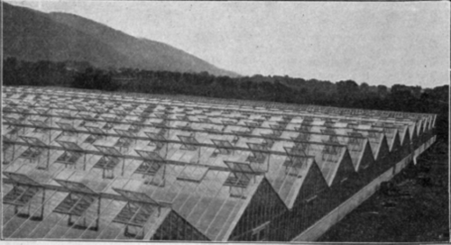 A Modern Range of Even Span Connected Rose Houses.