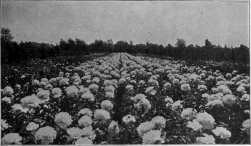 A Nursery Block of Peony Festiva Maxima.