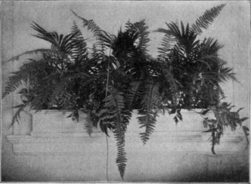 A Window Box Filled With Ferns and Palms.