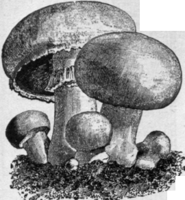 Advertisement 277