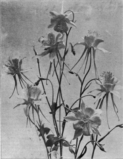 Aquilegia Chrysantha.