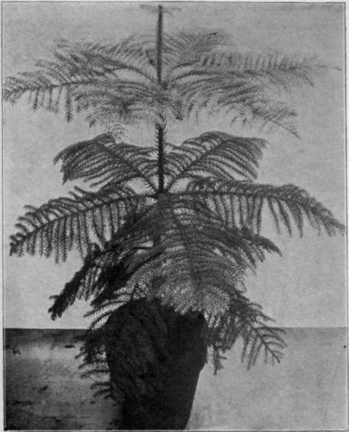 Araucaria Excelsa.