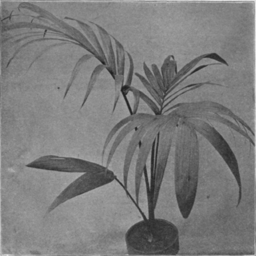 Areca Baueri.