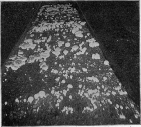Bed of Mushrooms.