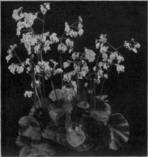 Begonia Feastii.