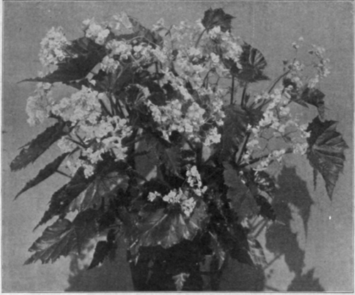 Begonia Gilsoni.