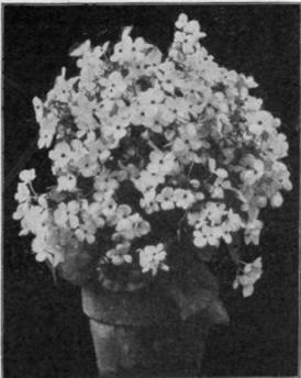 Begonia Globe de Lorraine.