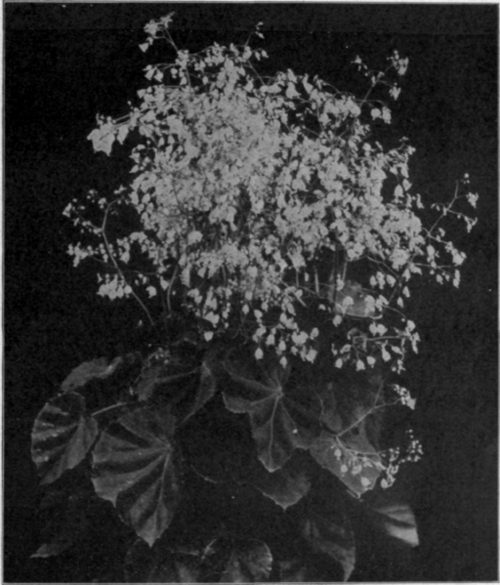 Begonia Minicata.